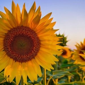 Meet your Posher, Kylie